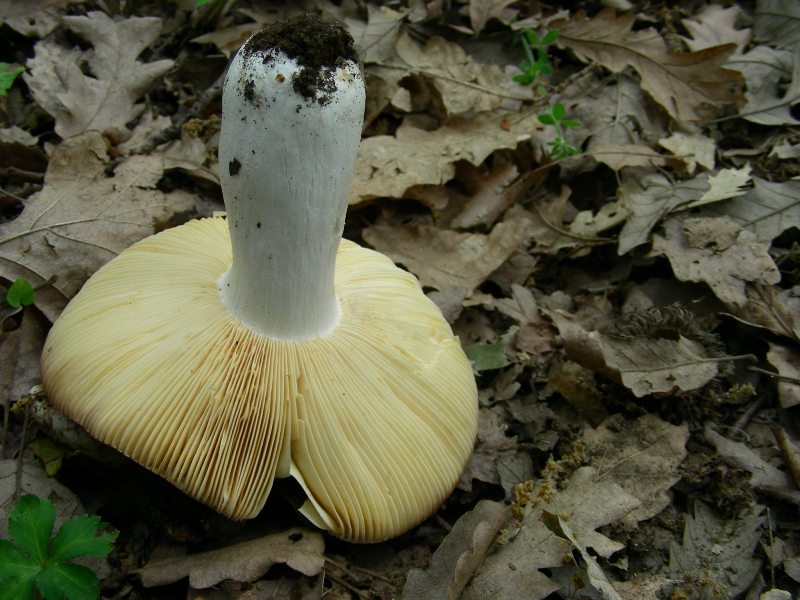 1)Fotografati il 12.06.2012. sotto Quercia (bosco asciutto)